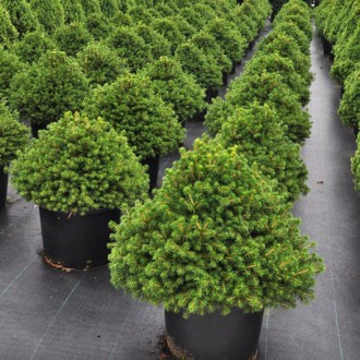 Ель карликовая Томпа / Picea abies Tompa
Карликовая широко-конусовидная форма ел. . фото 3