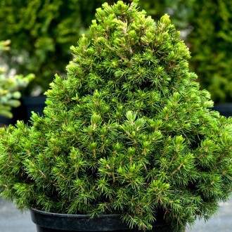 Ель карликовая Томпа / Picea abies Tompa
Карликовая широко-конусовидная форма ел. . фото 2