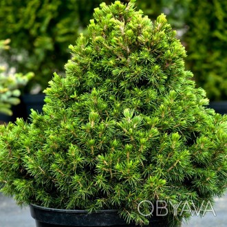Ель карликовая Томпа / Picea abies Tompa
Карликовая широко-конусовидная форма ел. . фото 1