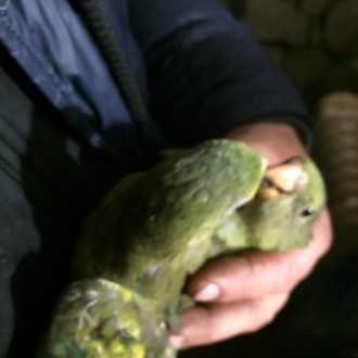 Продам ручных выкормышей папугай Горный-роскошный размер до40сантиметров,они спо. . фото 9