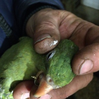 Продам ручных выкормышей папугай Горный-роскошный размер до40сантиметров,они спо. . фото 7