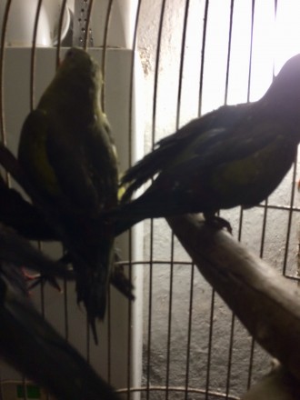 Продам ручных выкормышей папугай Горный-роскошный размер до40сантиметров,они спо. . фото 4