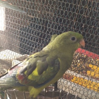 Продам ручных выкормышей папугай Горный-роскошный размер до40сантиметров,они спо. . фото 5