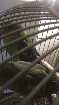 Продам ручных выкормышей папугай Горный-роскошный размер до40сантиметров,они спо. . фото 11