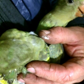 Продам ручных выкормышей папугай Горный-роскошный размер до40сантиметров,они спо. . фото 10
