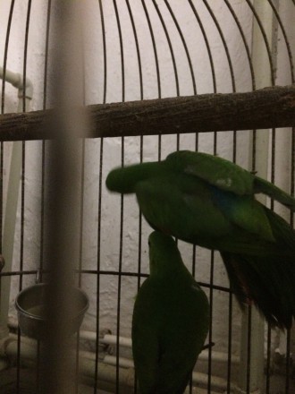Продам молодых попугаев Ожереловый-крамер синего- кобальтового цвета ,это молоды. . фото 7