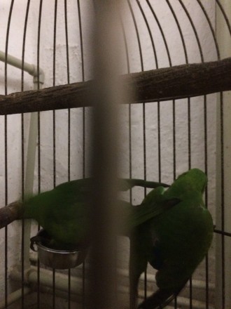Продам молодых попугаев Ожереловый-крамер синего- кобальтового цвета ,это молоды. . фото 8