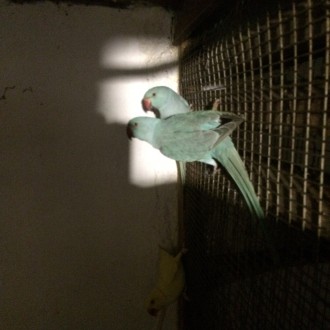 Продам молодых попугаев Ожереловый-крамер синего- кобальтового цвета ,это молоды. . фото 12