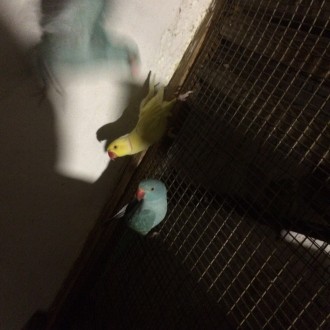Продам молодых попугаев Ожереловый-крамер синего- кобальтового цвета ,это молоды. . фото 4