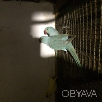 Продам молодых попугаев Ожереловый-крамер синего- кобальтового цвета ,это молоды. . фото 1