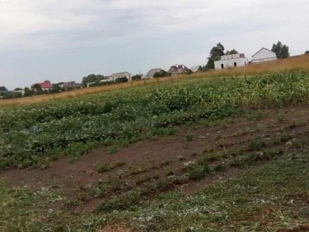 Продам земельный участок в с.Шевченкове ,район Плодини. . фото 3 ПН 43254.Продам земельный участок в с.Шевченкове ,район Плодини. Участок под стр. . фото 3