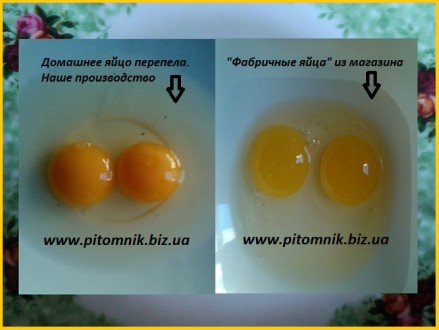 Свежие яйца перепелов, домашние.

Почему наши перепелиные яйца так отличаются . . фото 4