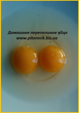 Свежие яйца перепелов, домашние.

Почему наши перепелиные яйца так отличаются . . фото 5