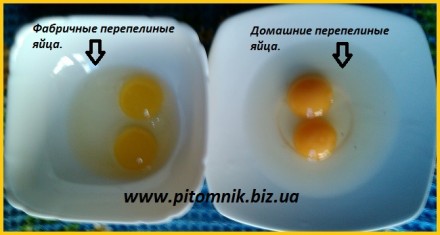 Свежие яйца перепелов, домашние.

Почему наши перепелиные яйца так отличаются . . фото 2