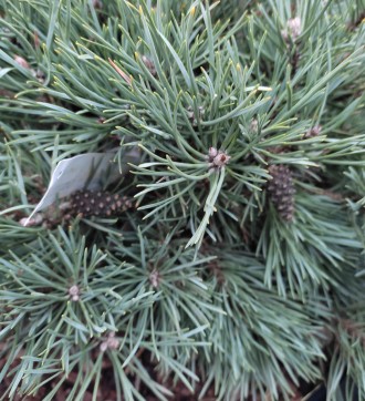 Сосна обыкновенная Френшам / Pinus sylvestris Frensham
Сорт сосны обыкновенной с. . фото 3