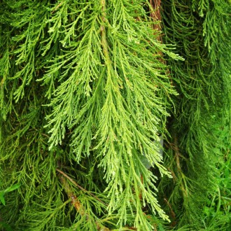 Секвойядендрон гигантский Гринпис / Sequoiadendron Greenpeace
Представляет собой. . фото 3