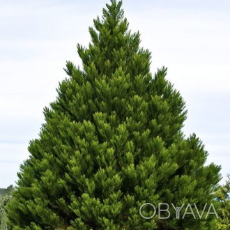 Секвойядендрон гигантский Гринпис / Sequoiadendron Greenpeace
Представляет собой. . фото 1