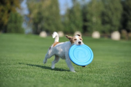 PitchDog - универсальная серия игрушек для собак всех пород и возрастов, предназ. . фото 5