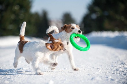 PitchDog - универсальная серия игрушек для собак всех пород и возрастов, предназ. . фото 3