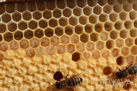 Продам бджоло пакети та бджоло сім’ї , з власної пасіки на даданівську рам. . фото 1