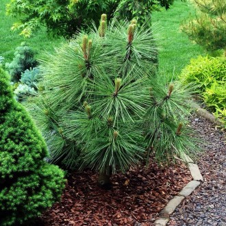 Сосна Джеффри Джоппи / Pinus jeffreyi Joppi
Хвойное растение высотой до 1,5 метр. . фото 3