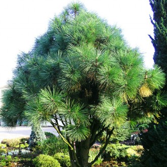 Сосна Джеффри Джоппи / Pinus jeffreyi Joppi
Хвойное растение высотой до 1,5 метр. . фото 5