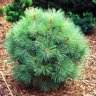 Сосна Джеффри Джоппи / Pinus jeffreyi Joppi
Хвойное растение высотой до 1,5 метр. . фото 2