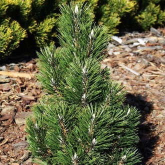 Сосна черная Комет / Pinus nigra Komet
Разновидность черной сосны с компактным с. . фото 3