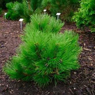Сосна черная Хельга / Pinus nigra Helga
Карликовая широконическая форма. Растёт . . фото 3