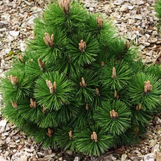 Сосна черная Хельга / Pinus nigra Helga
Карликовая широконическая форма. Растёт . . фото 2