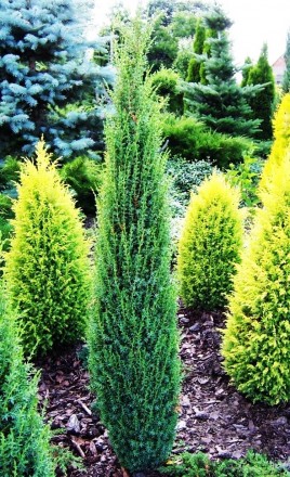Можжевельник обыкновенный Арнольд / Juniperus communis Arnold
Новый, медленнорас. . фото 3
