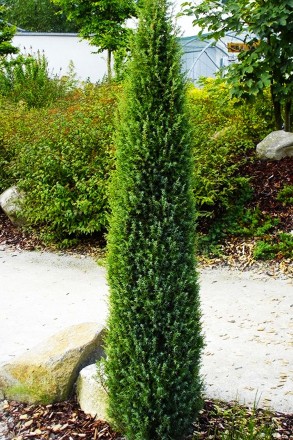 Можжевельник обыкновенный Арнольд / Juniperus communis Arnold
Новый, медленнорас. . фото 4