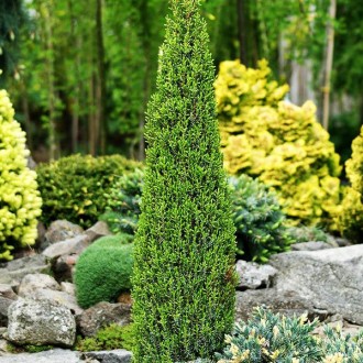 Можжевельник обыкновенный Арнольд / Juniperus communis Arnold
Новый, медленнорас. . фото 2