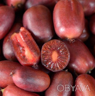 Новый польский сорт с красными, вкусными, сладкими плодами. Плоды овальные, длин. . фото 1