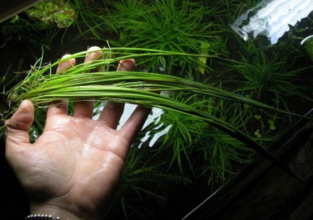 Ситняг Гигантский (Eleocharis sp. "Xingu")  имеет светло-зеленый, узки. . фото 3