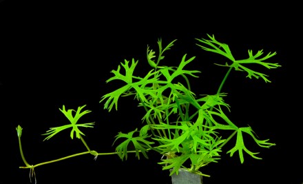 Продам разные аквариумные растения
 Ранункулус Инундатус (Лютик, Ranunculus inu. . фото 3
