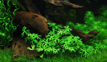 Продам разные аквариумные растения
 Ранункулус Инундатус (Лютик, Ranunculus inu. . фото 4