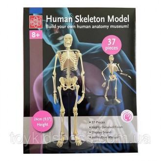 Набор для исследований Edu-Toys Модель скелета человека сборная, 24 см в высоту,. . фото 5