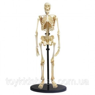Набор для исследований Edu-Toys Модель скелета человека сборная, 24 см в высоту,. . фото 2
