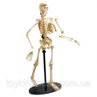 Набор для исследований Edu-Toys Модель скелета человека сборная, 24 см в высоту,. . фото 4