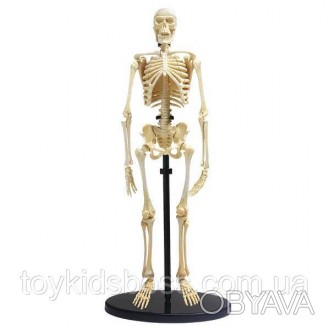 Набор для исследований Edu-Toys Модель скелета человека сборная, 24 см в высоту,. . фото 1