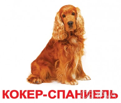 Картки великі росіяни з фактами "Породи собак" 20шт, методика Глена Домана, пак.. . фото 1