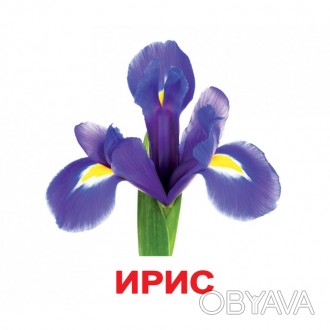 Картки великі росіяни з фактами, ламіновані "Квіти" 20шт, в пак.16,5*19,5 см, ТМ. . фото 1