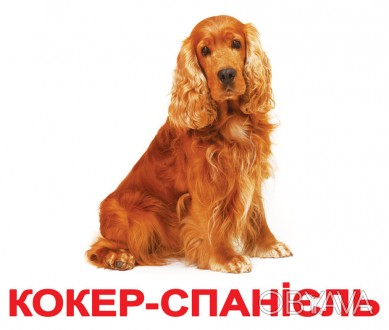 Картки великі українські з фактами "Породи собак" 20 карт.,лам. в пак. 16,5*19,5. . фото 1