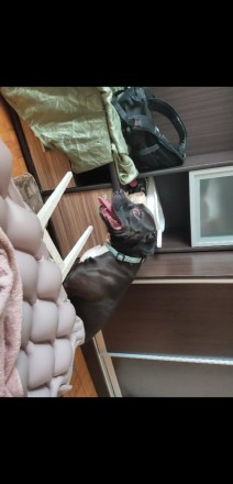 Пропала собака питбуль кличка Оззи чёрного цвета белая грудь 4,5 лет. Борисполь. фото 1 Пропала собака питбуль кличка Оззи чёрного цвета белая грудь 4,5 лет. Борисполь. фото 1