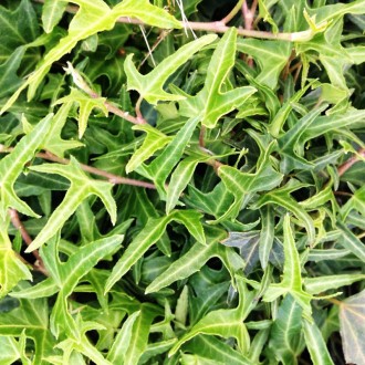 Плющ обыкновенный Сагиттифолия / Hedera helix Sagittifolia
Вечнозеленая лиана до. . фото 2