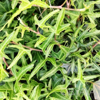 Плющ обыкновенный Сагиттифолия / Hedera helix Sagittifolia
Вечнозеленая лиана до. . фото 1