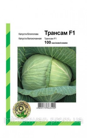 Капуста Трансам F1 100 семена А. Тернополь. фото 1 Капуста Трансам F1 100 семена А. Тернополь. фото 1