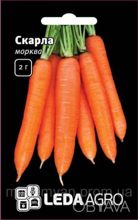 Поздний, высокоурожайный сорт моркови типа Флакке для длительного хранения, упот. . фото 1