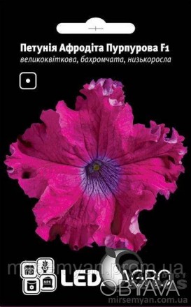 Растение: сорт Афродита Пурпурная F1 входит в группу гибридных крупноцветных с б. . фото 1